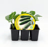 Pack Plantones Pepino 6 Ud. Natural - Fitoralia