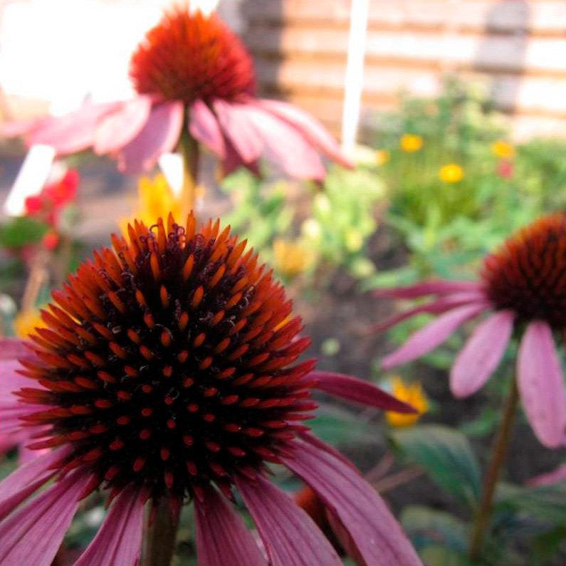Semillas Equinácea Ecológicas_0