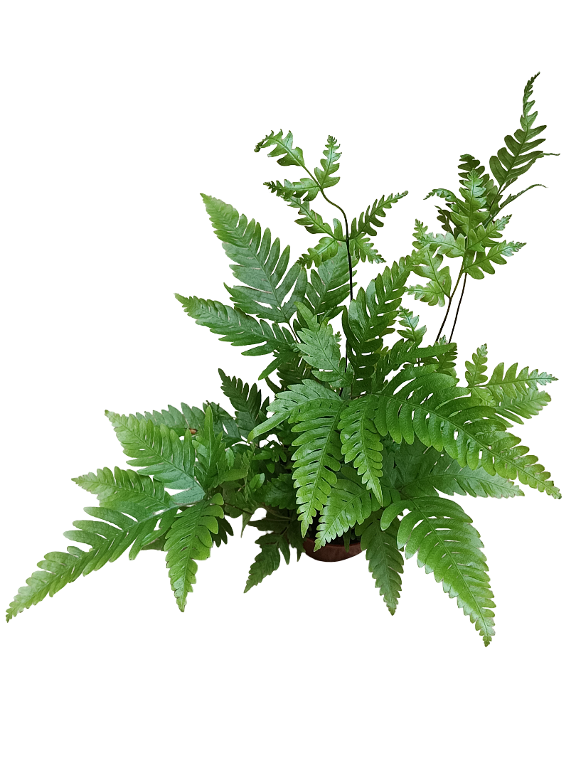 Helecho Pteris Fauriei Planta De Inteiror Ø8_0