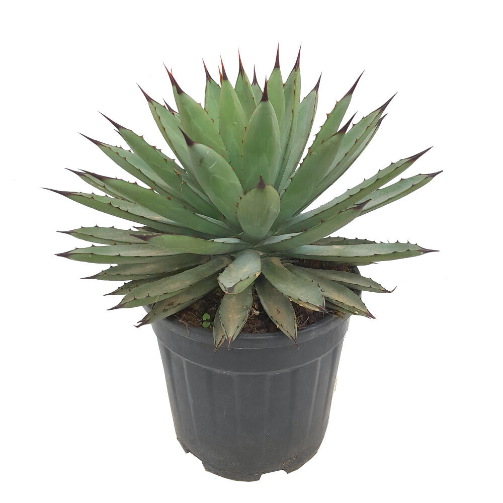 Agave Macroacantha M25 40cm