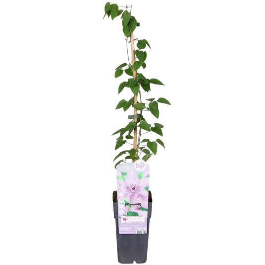 Clematis Hagley Hybrid Planta Trepadora Con Flores Rosa Ø15