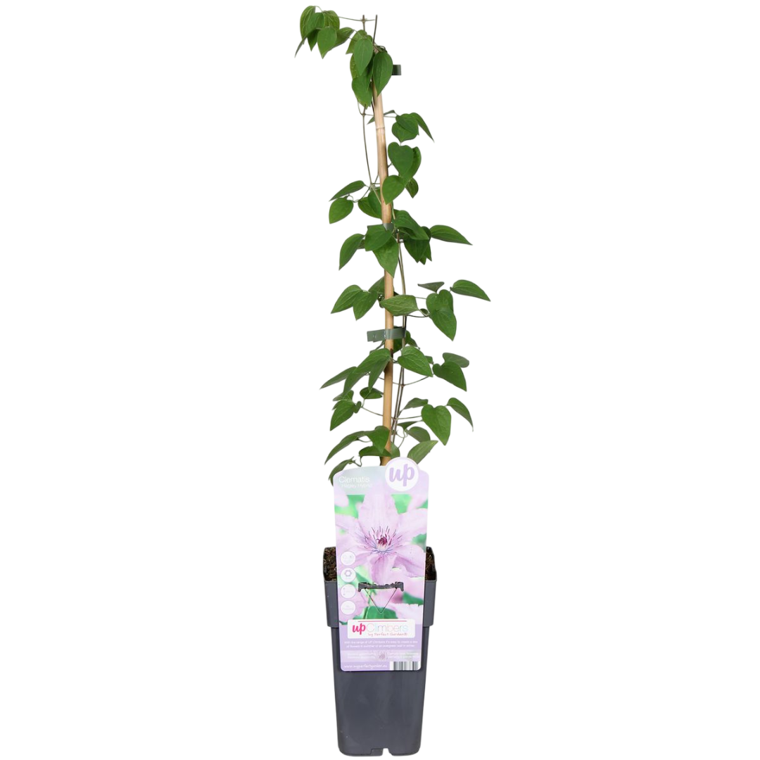 Clematis Hagley Hybrid Planta Trepadora Con Flores Rosa Ø15_0