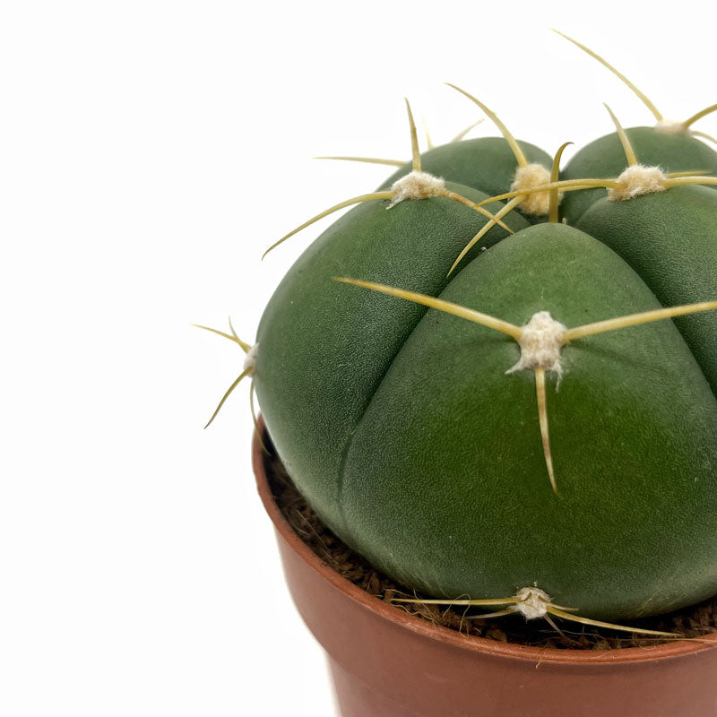Gymnocalycium Horstii Cactus Y Suculentas M8,5 cm Ø_2