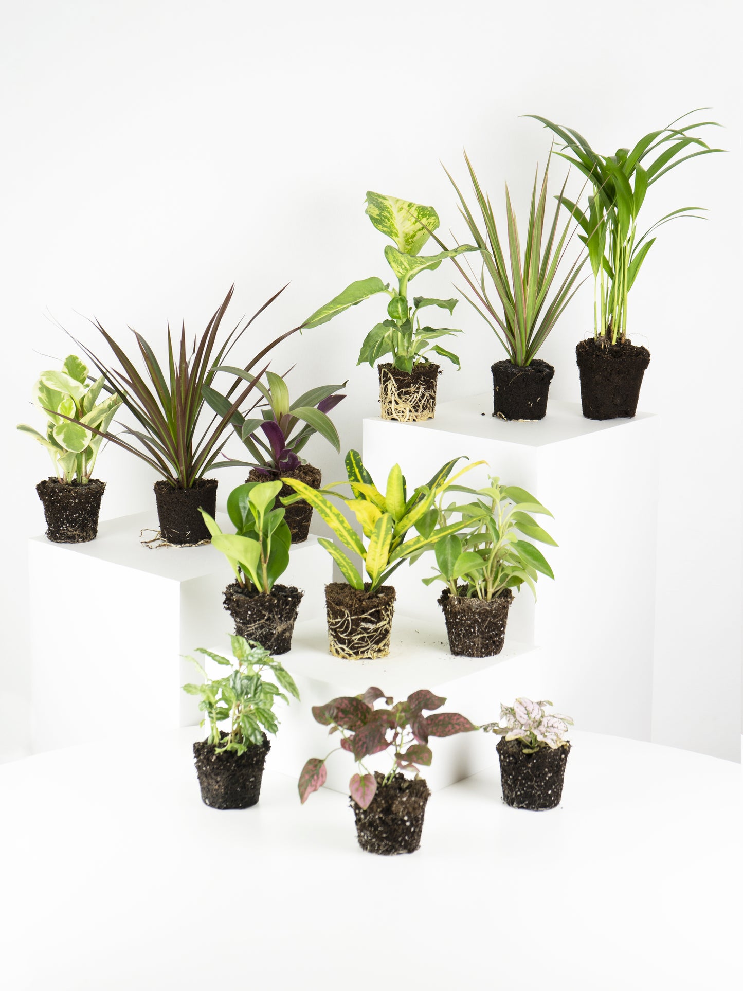Pack De Mini Plantas - 6 Unidades