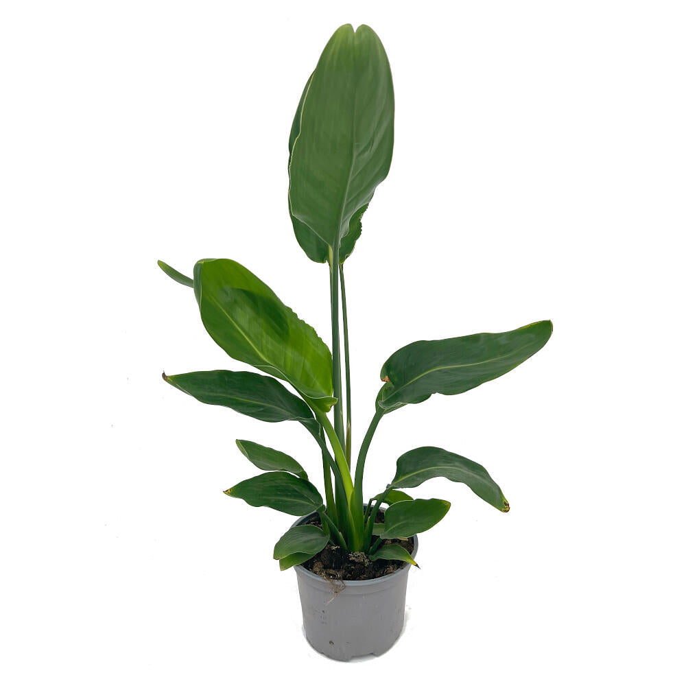 Strelitzia Regina M20 60-75cm (ave Del Paraíso)