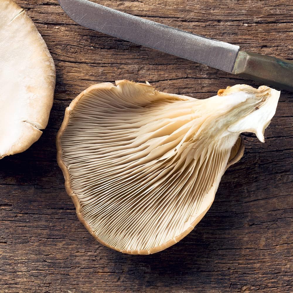 Kit Cultivo De Setas Ostra | Ingrediente Gourmet | Cultivo Fácil | Regalo Original | Resetea_5