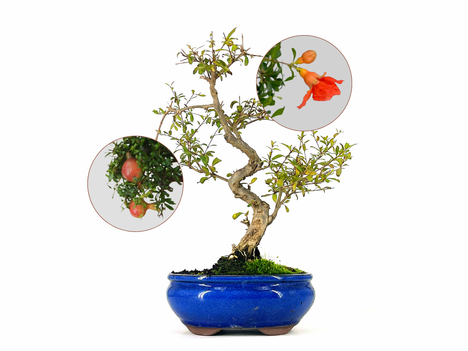 Bonsi Punica Granatum Nana  Granado 9 Aos en Planeta Huerto