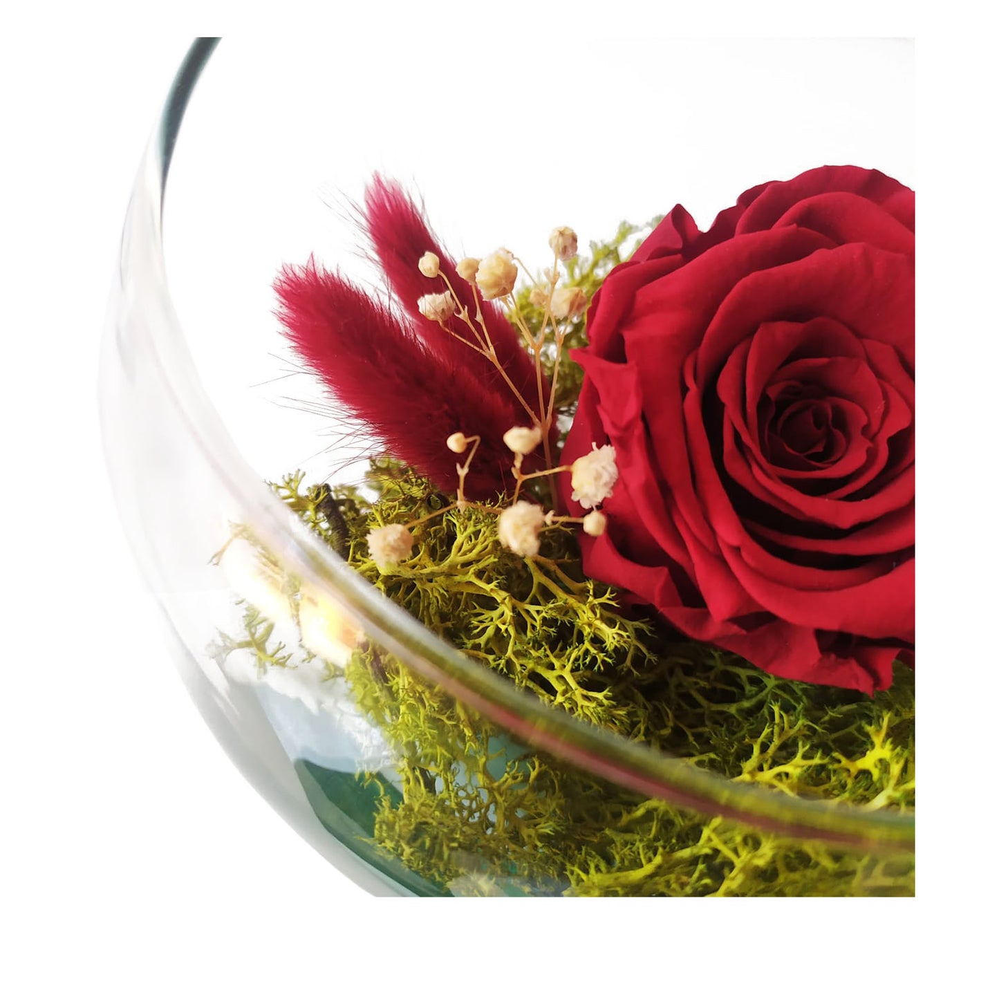 Rosa Eterna - Medialuna_1