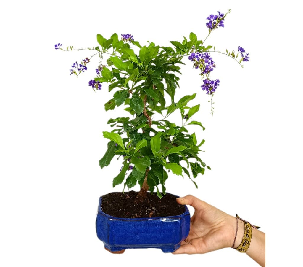 Bonsái Durantha Repens 8 Años (tala Blanca)_0