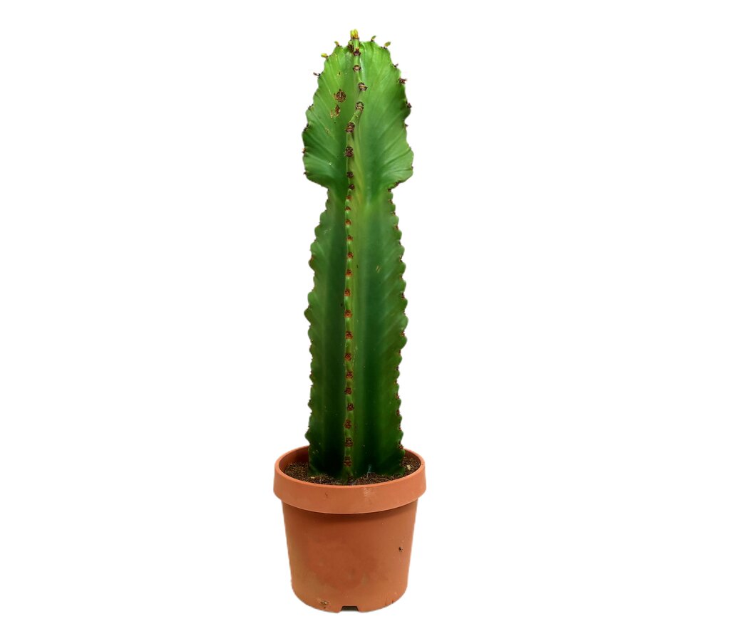 Euphorbia Ingens M17 60-80cm