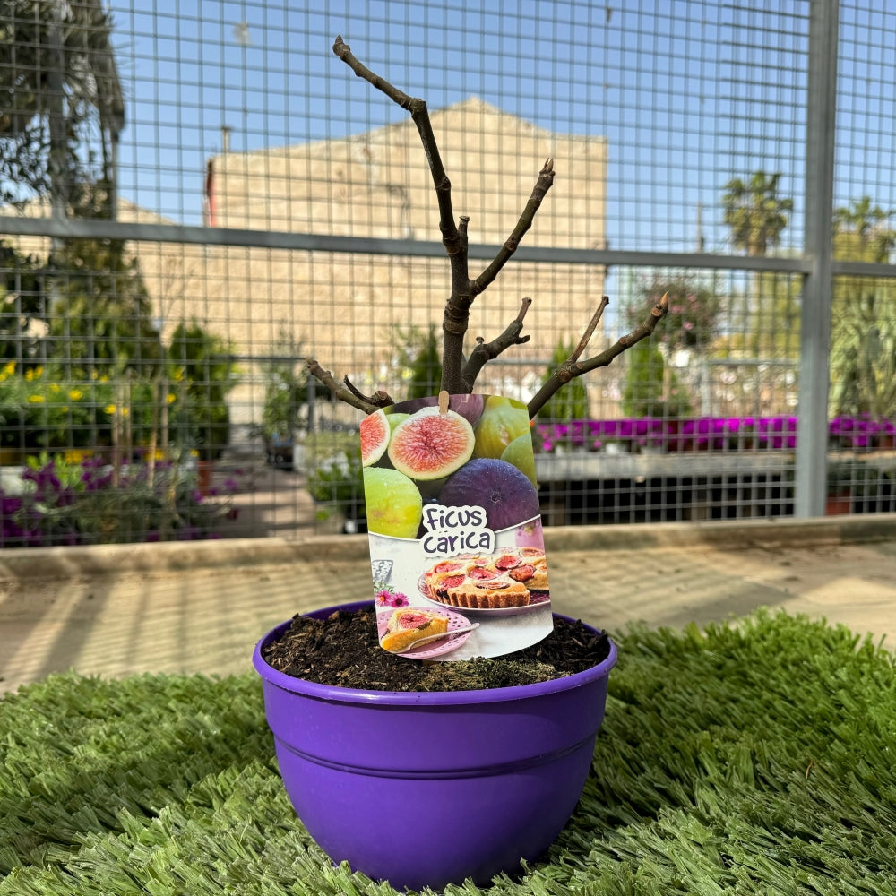 Prebonsai Higuera_1