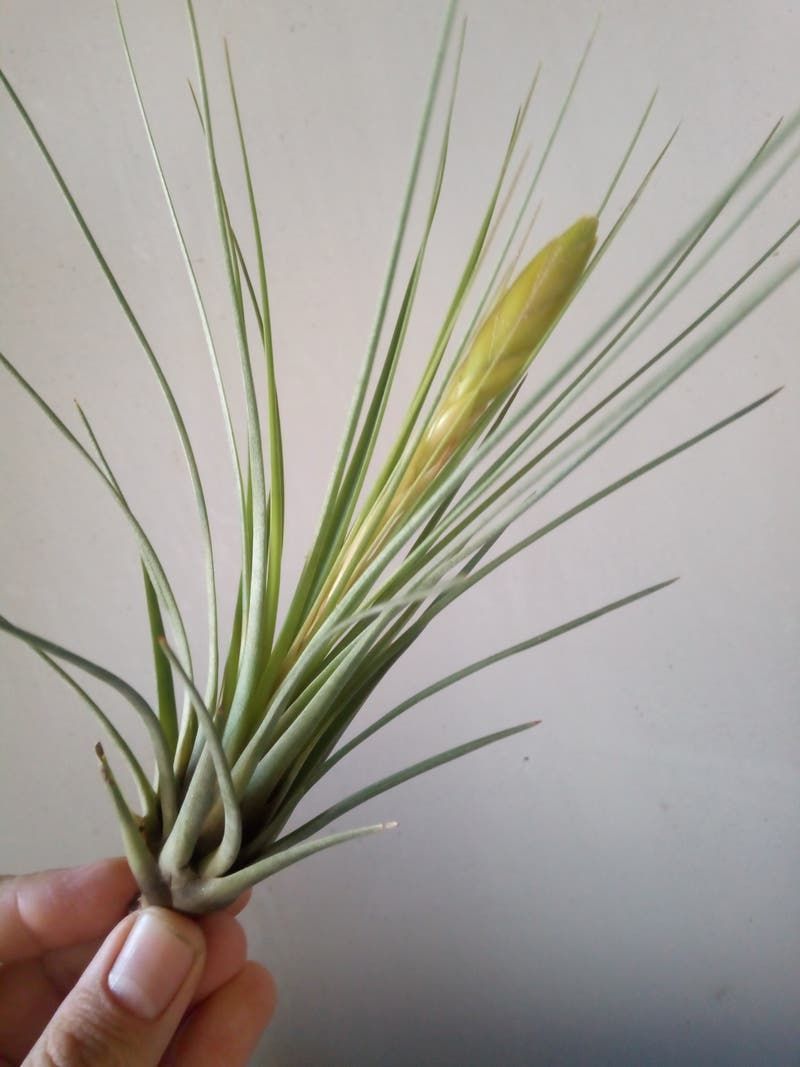 Tillandsia Tricolor Clavel Del Aire Tillandsias