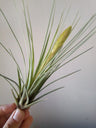 Tillandsia Tricolor Clavel Del Aire Tillandsias