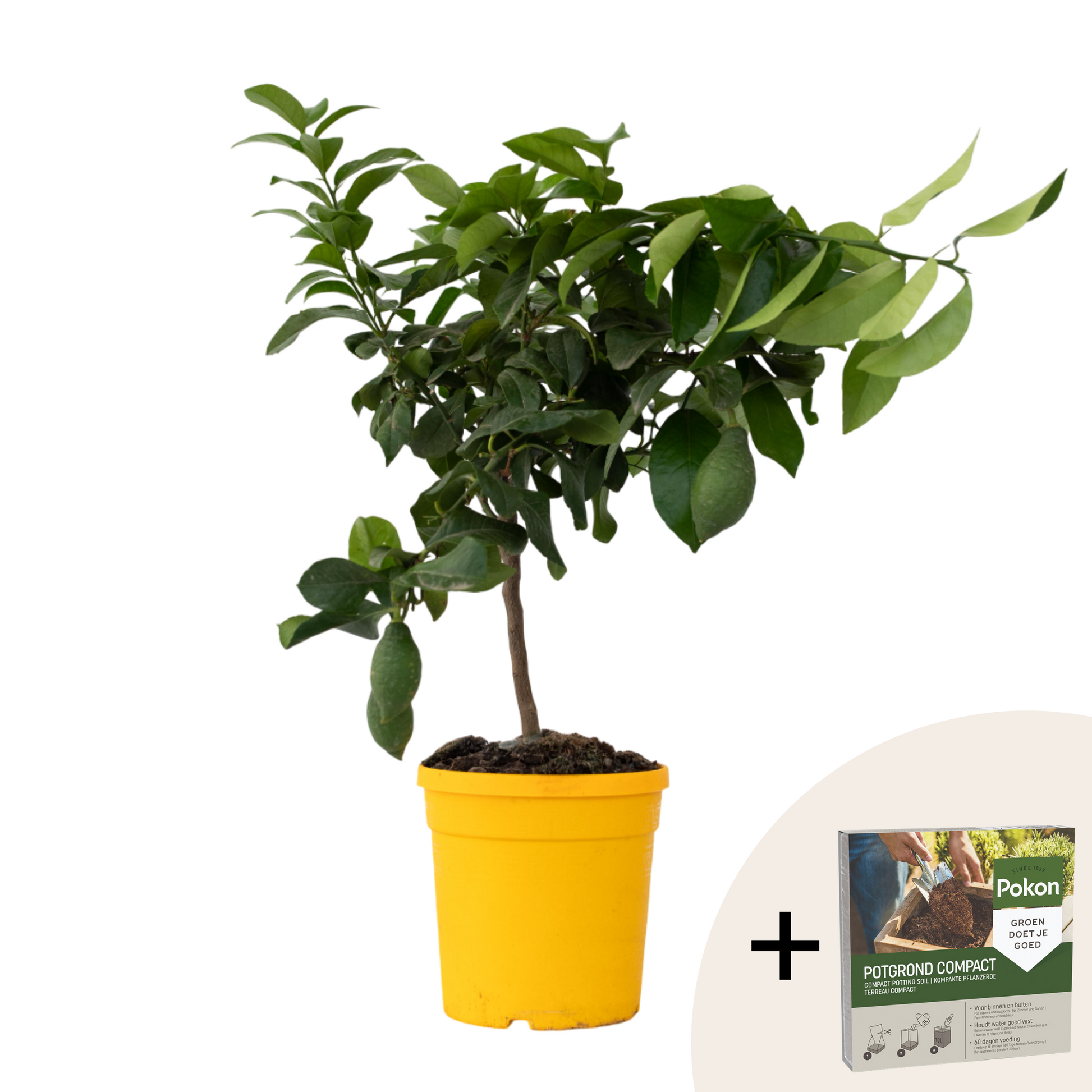 Árbol De Limón - Citrus Limon - Altura 60-70cm - ⌀19cm