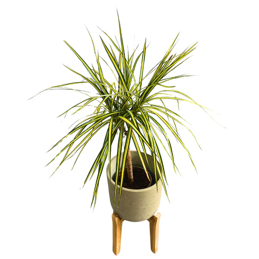 Dracena Sunray  Hojas Alargadas Amarillas Y Verde Intenso M16