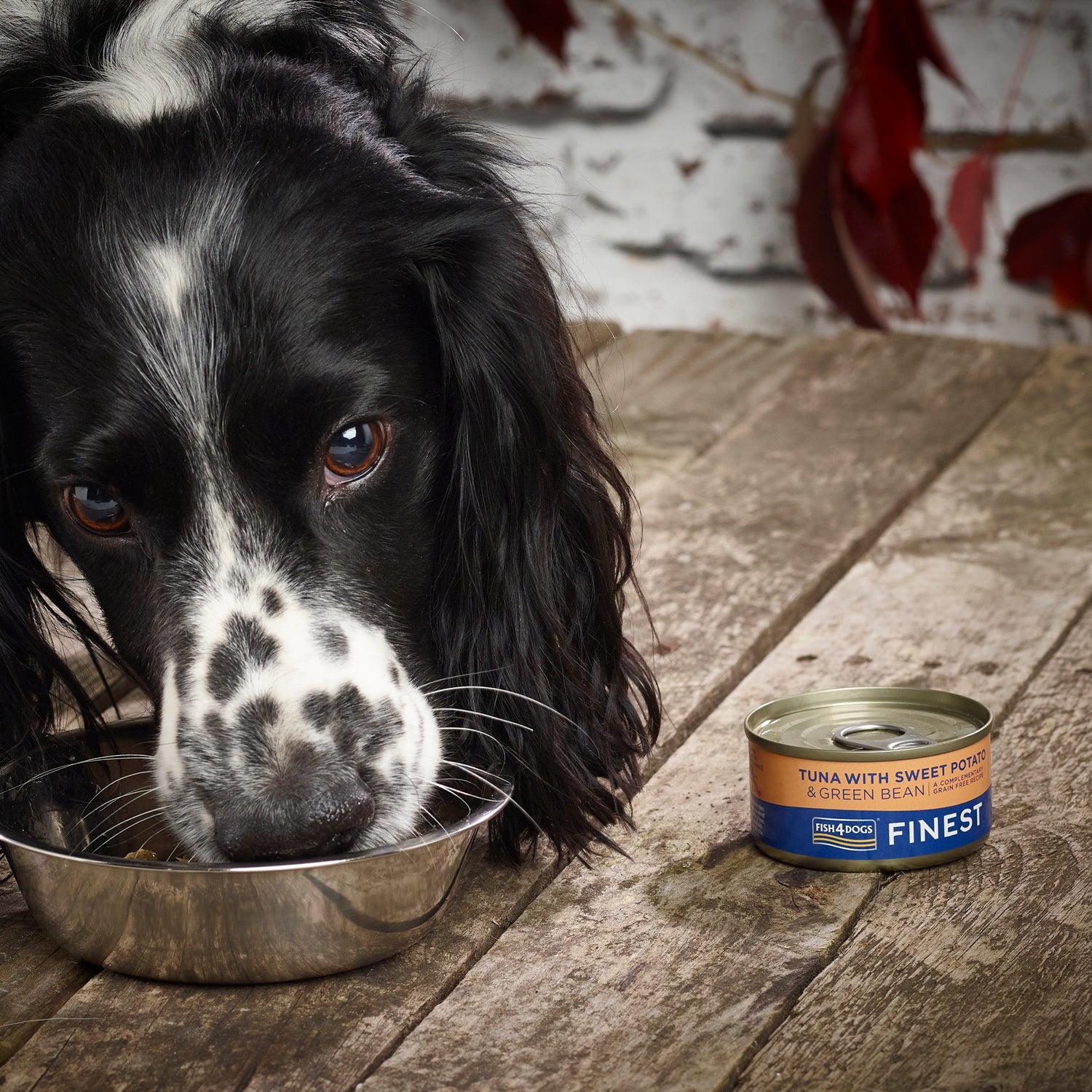 Fish4dogs Comida Húmeda Para Perro – Atún, Boniato Y Judías 85 G (pack De 12)