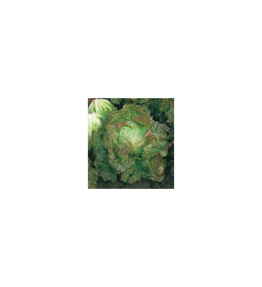 Plantón Lechuga Maravilla De Verano (10 Unidades)_2
