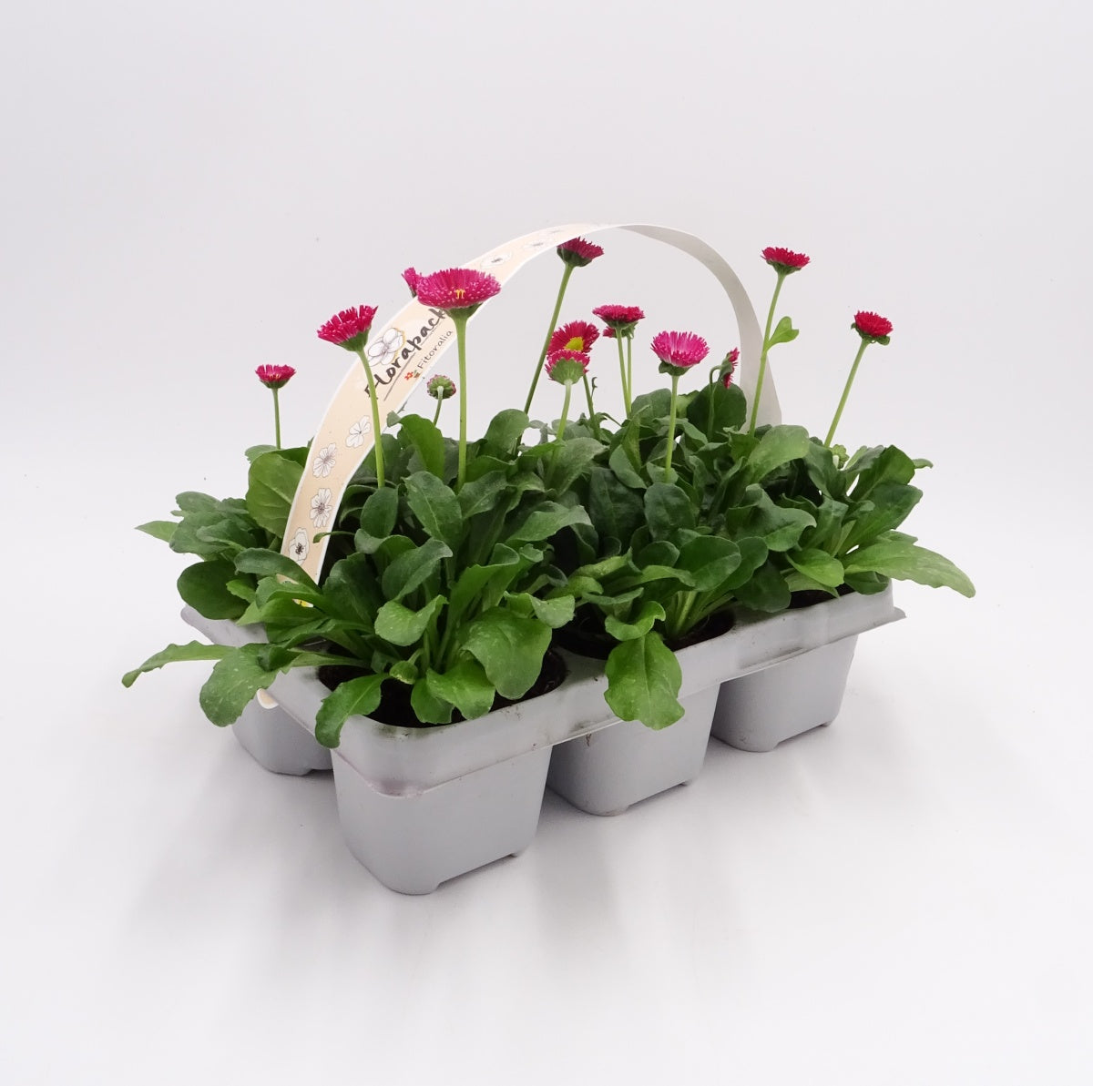 Pack Plantones Bellis Perennis Rojo 6 Ud. Natural - Fitoralia_0