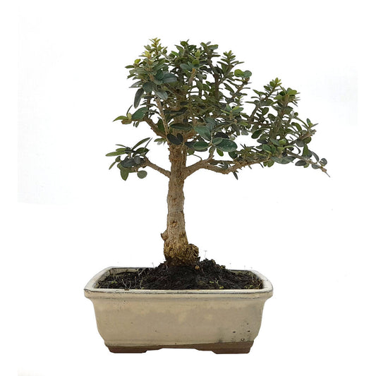 Bonsai Olivo Sylvestris 7 Años 25cm (acebuche)