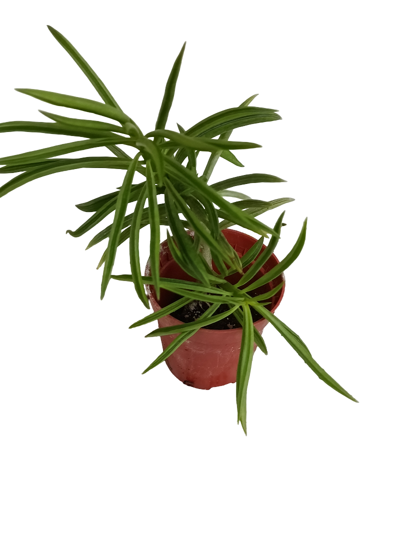 Senecio Archeri Planta Suculenta Ø5_0
