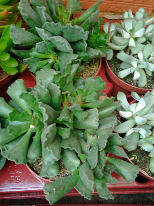 Adromischus Cristatus Grande Ø13 Planta Suculenta