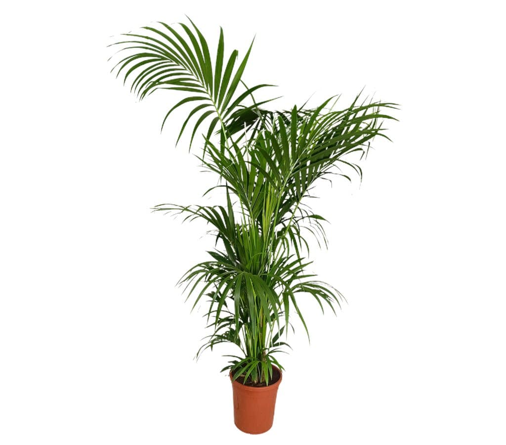 Kentia Forsteriana M32 200cm
