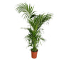 Kentia Forsteriana M32 200cm