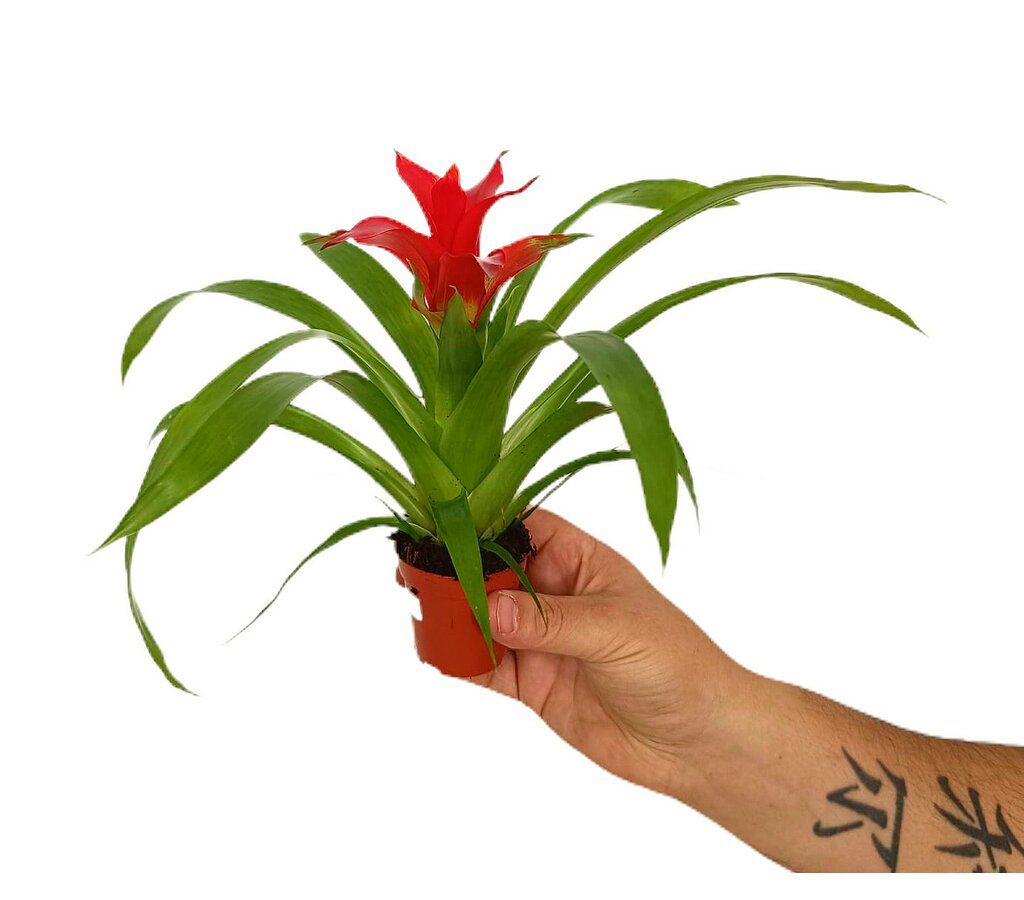 Guzmania Tempo M6_0