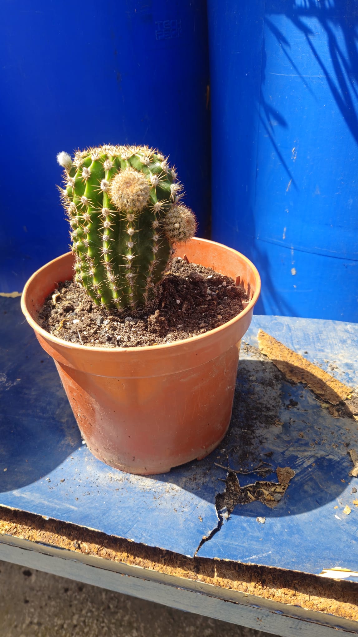 Cactus Echinopsis Oxygona (cactus Erizo Americano). Maceta Pequeña (7cm)._5
