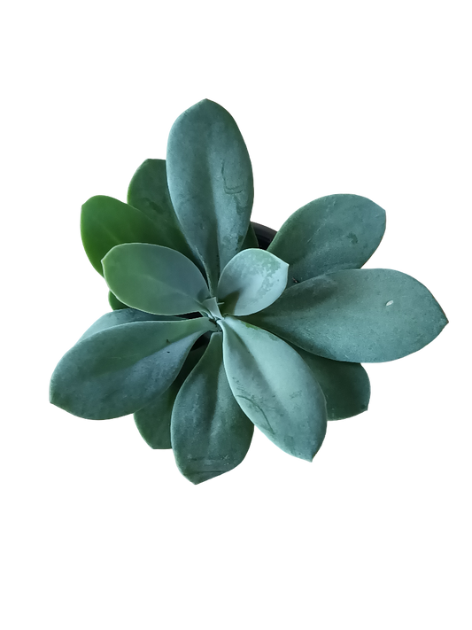 Senecio Cephalophorus Mountain Fire Planta Suculenta Ø5