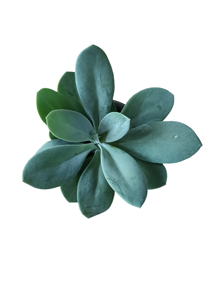 Senecio Cephalophorus Mountain Fire Planta Suculenta Ø5_0