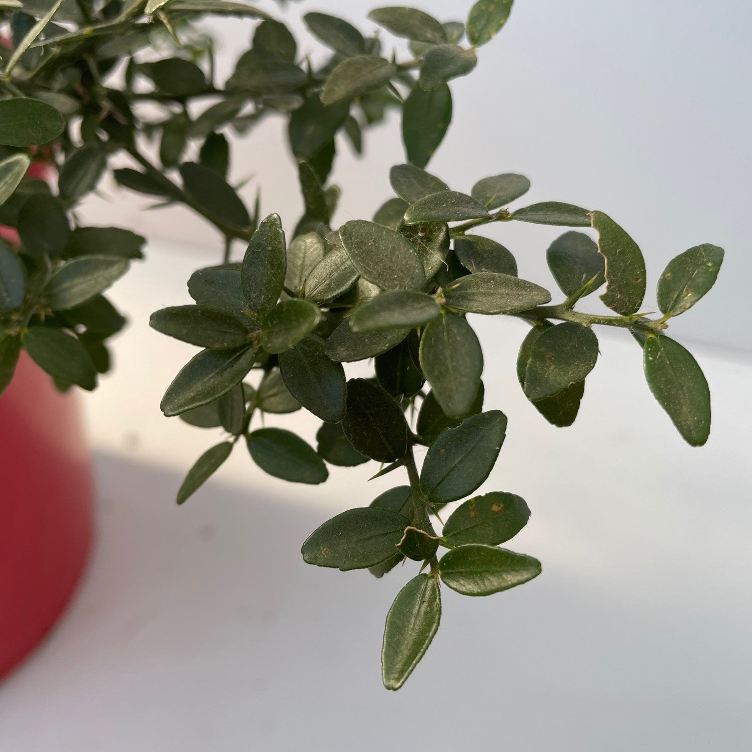 Caviar Cítrico Rojo - Maceta 17cm. - Forma Arbustiva Altura Aprox. 35cm.