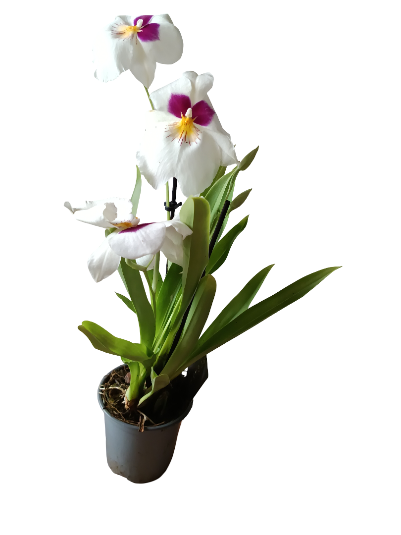 Orquidea Miltinopsis De Color Surtido Ø9 - 45 Cm SIN FLOR ACTIVA_2