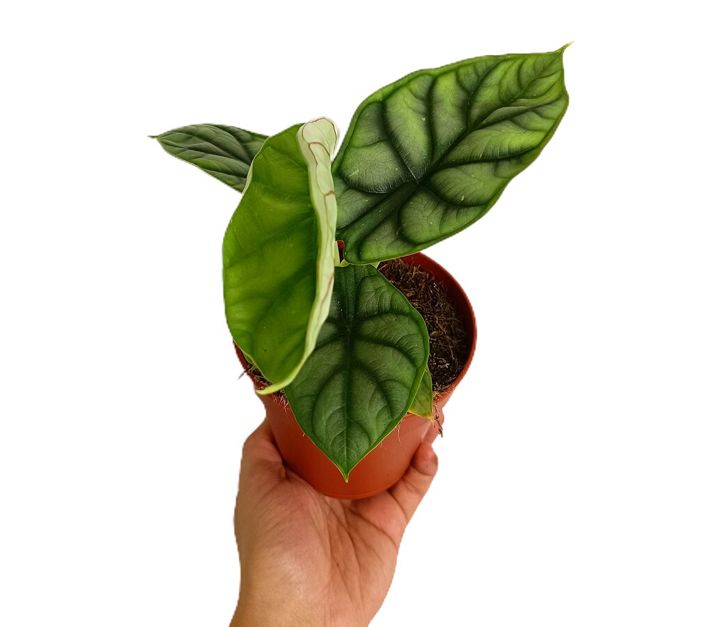 Alocasia Silver Dragon M12_0