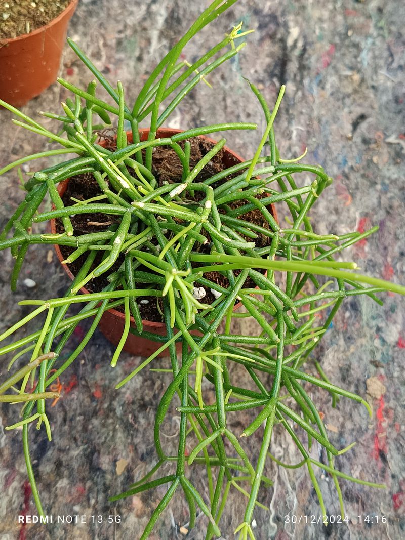 Rhipsalis Oasis Planta Suculenta Ø8 Cm_0