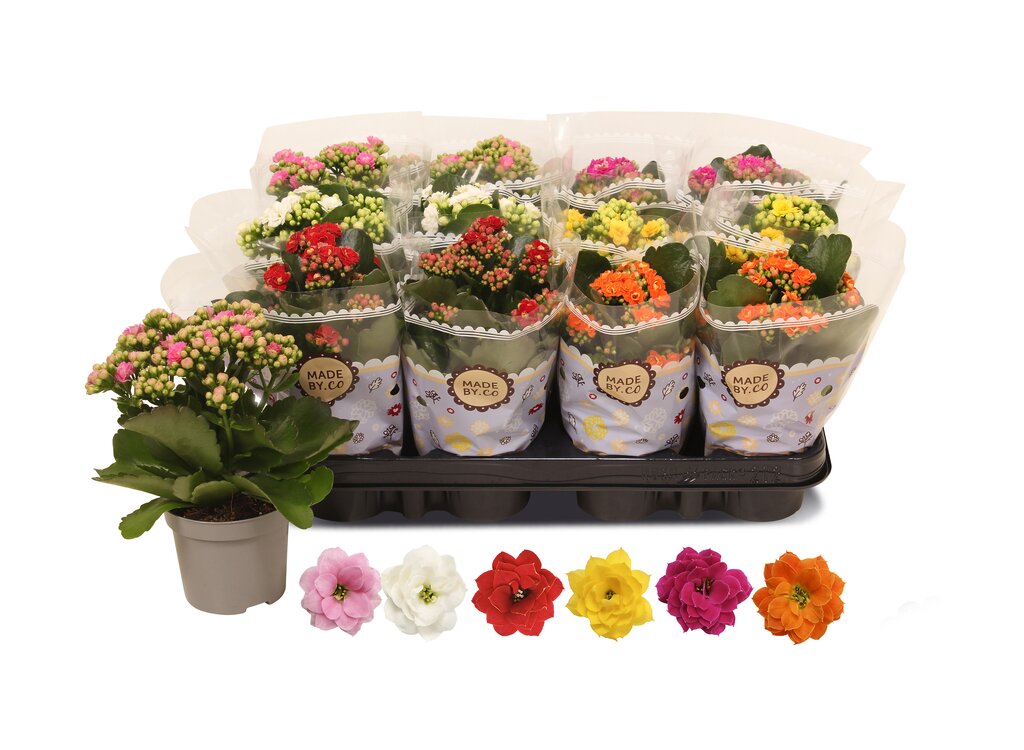 Kalanchoe Blossfeldiano Doble M9