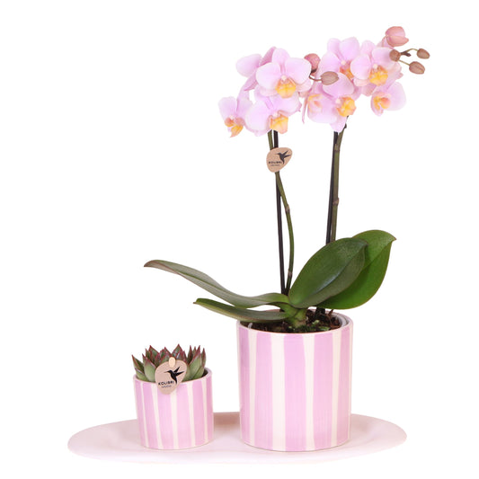 Set De Regalo Orquídea 'pink S' - Phalaenopsis - Altura 30cm