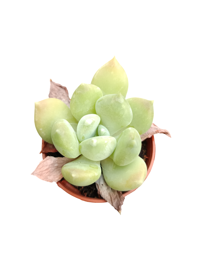 Planta suculenta  ☼ surtida aleatoria pequeña Ø5 VENTA POR UNIDAD