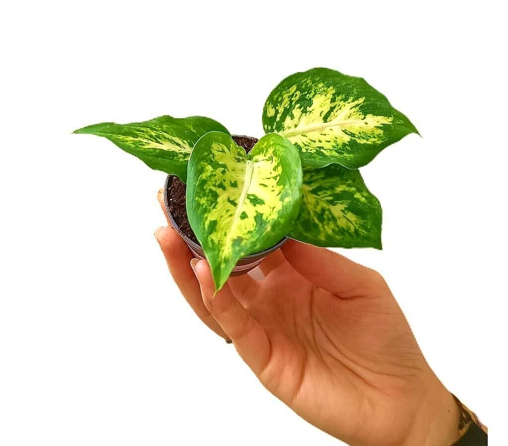 Dieffenbachia Amy M6_0
