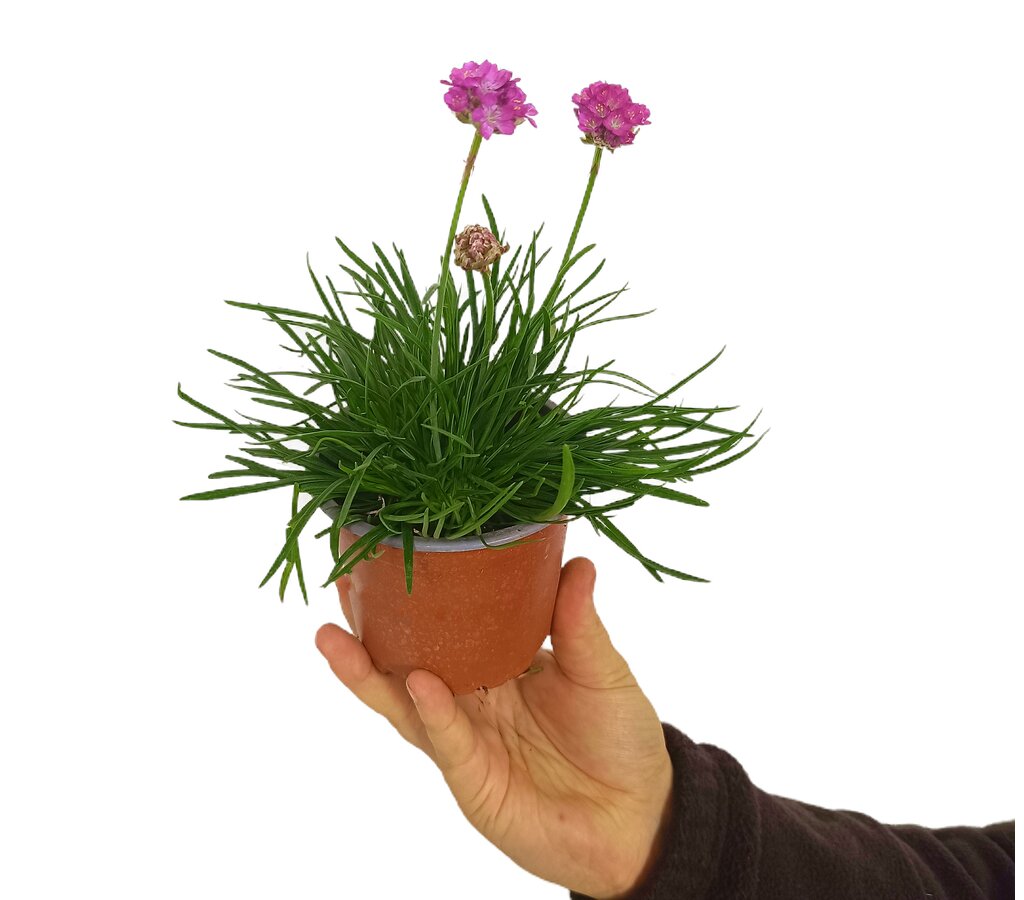 Armeria Maritima M11_0
