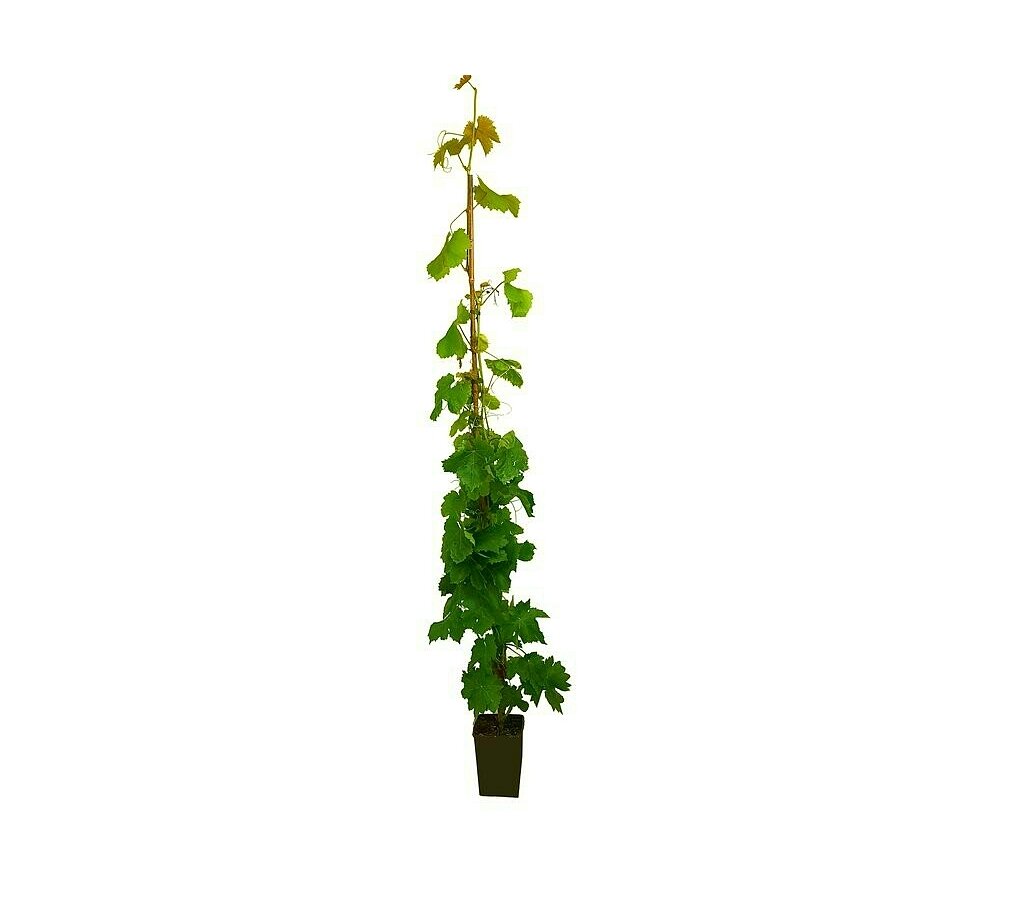 Árbol Frutal Vitis Vinifera Crimson Roja M20 120-150cm (vid)_0