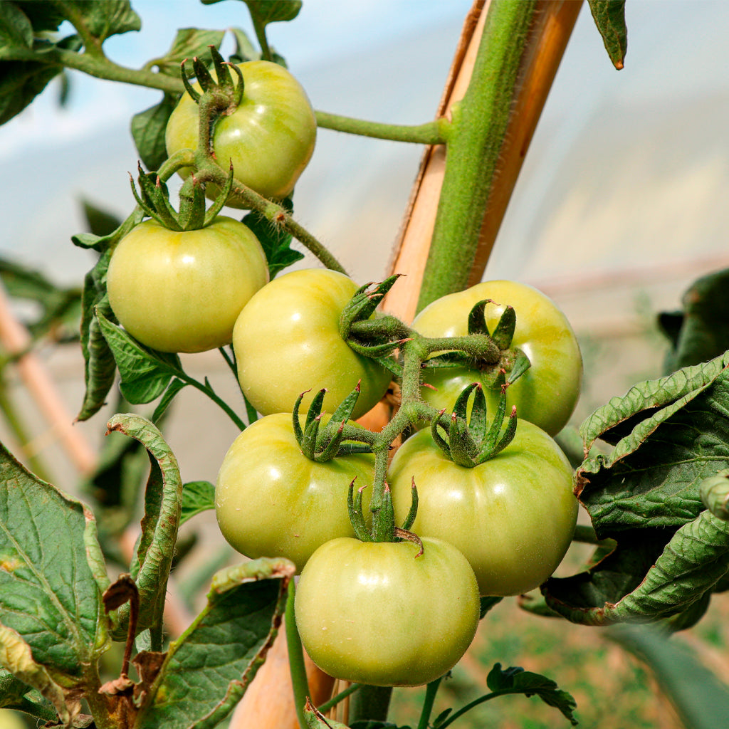 Plantón Tomate Penjar Patatera 2 Unidades - PlantaBo_2