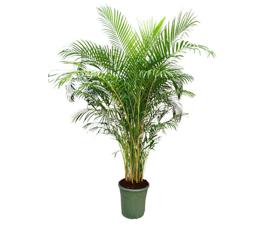 Areca Lutescens M45 240-260cm