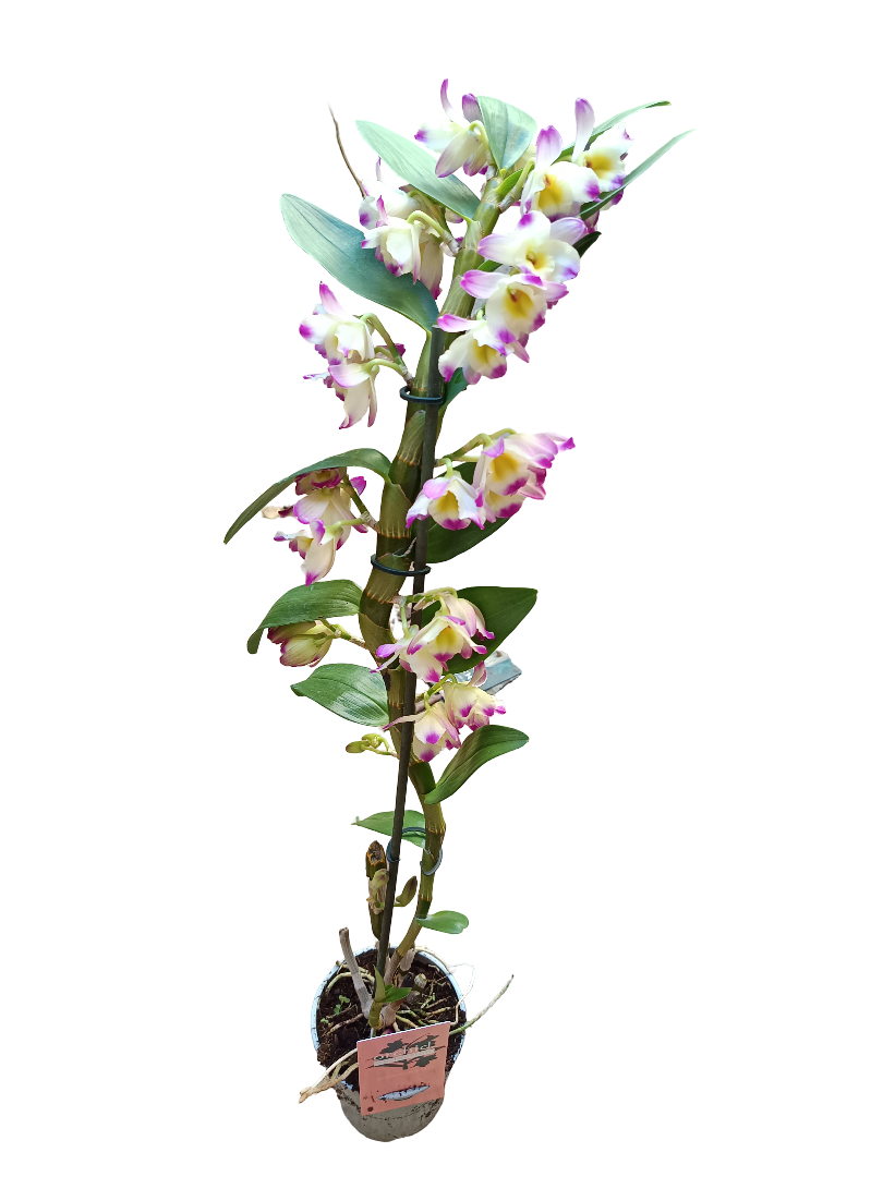 Orquidea Dendrobium BICOLOR Ø12 - 60 Cm SIN FLOR ACTIVA