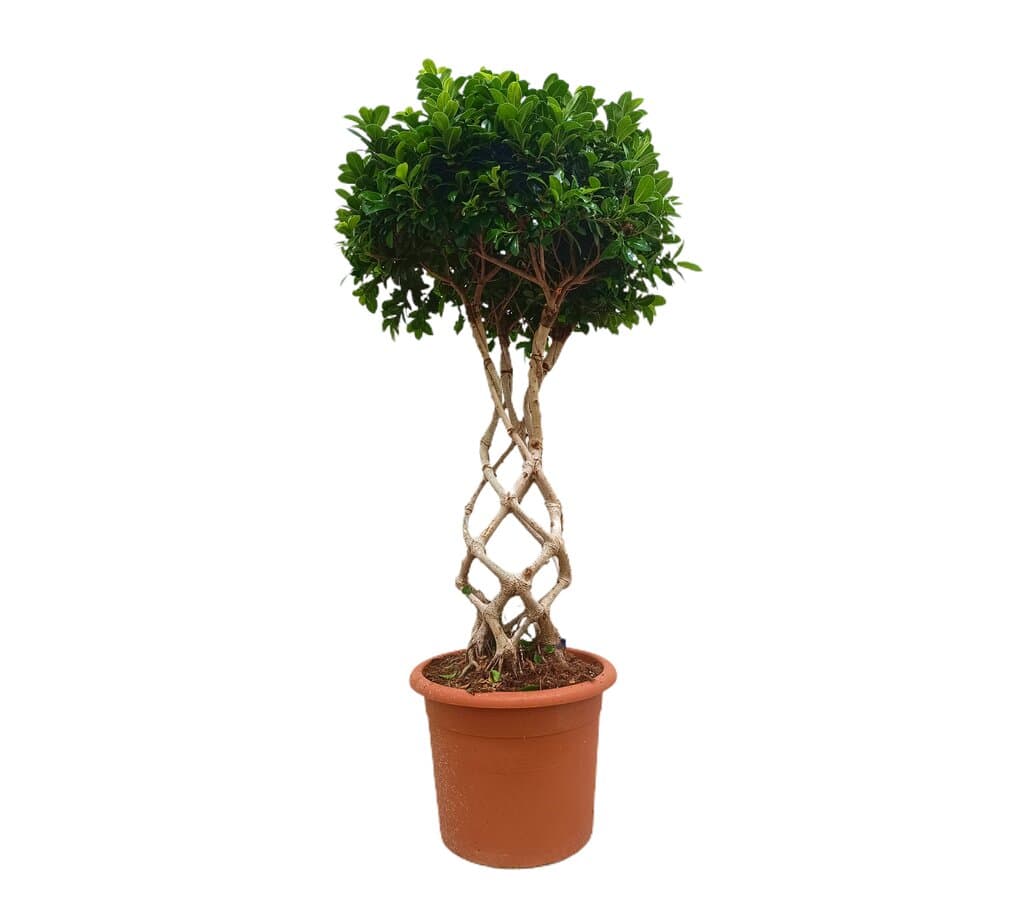 Ficus Microcarpa Compacta Anfora M40 140-160cm_0