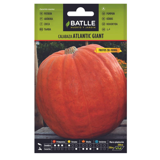 Semillas de Calabaza Atlantic Giant Batlle