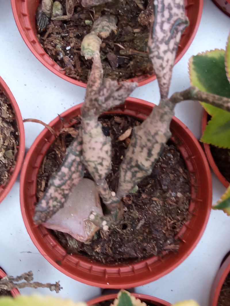 Euphorbia Platyclada Planta Suculenta 5 Cm_0