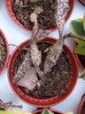 Euphorbia Platyclada Planta Suculenta 5 Cm