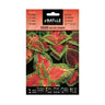 Semillas de Coleus arco iris variado Batlle