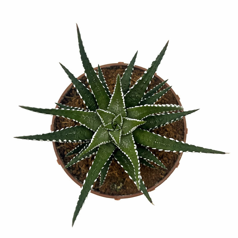 Haworthiopsis Attenuata Cactus Y Suculentas M8,5 Ø